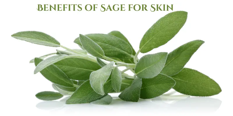 Benefits of Sage for Skin