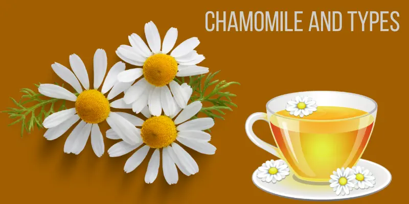 What is Chamomile?