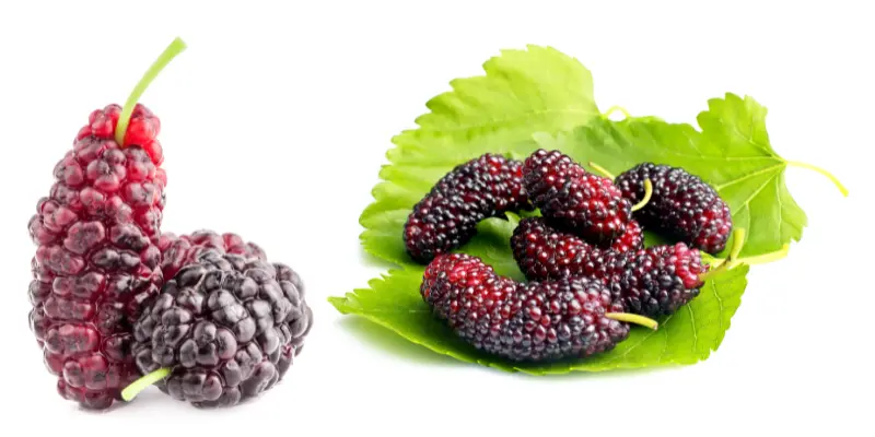 What Is Mulberry?