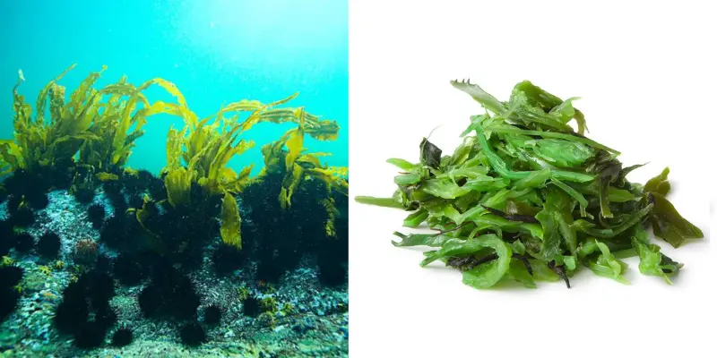 What is Seaweed?
