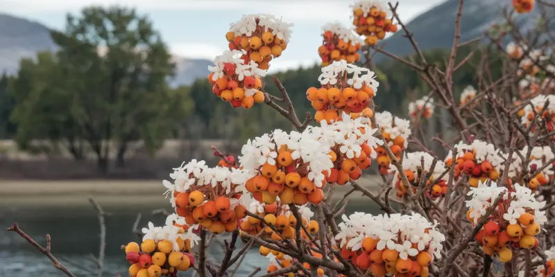 Sea Buckthorn for Skin Benefits: What is Sea Buckthorn?